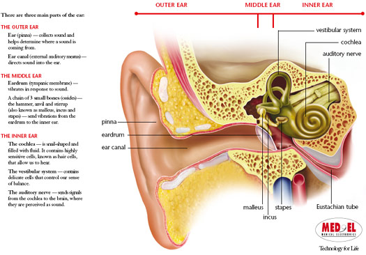 A detailed colorful illustration of the outer, middle and inner ear