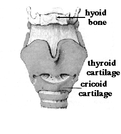 Grayscale sketch of the larynx