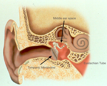 Colorful illustration of the middle ear