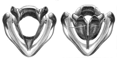Grayscale sketch of open and closed vocal cords