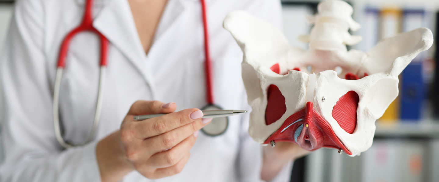 Gynecologist doctor holds model of bones of pelvic floor.