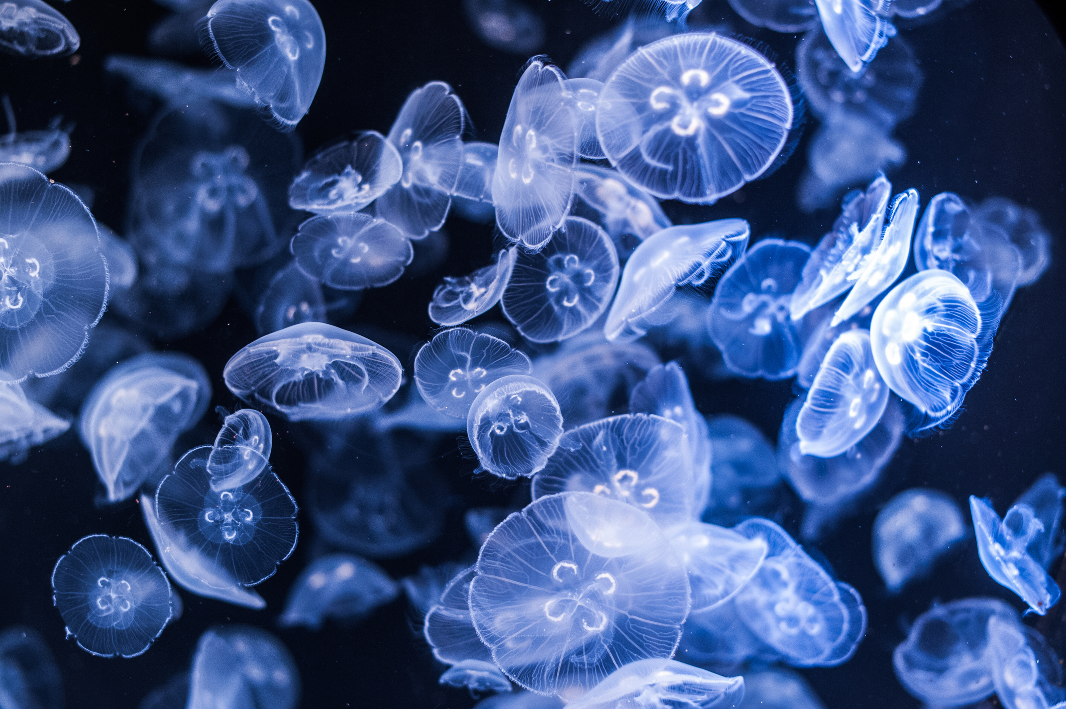 jellyfish swimming in the water