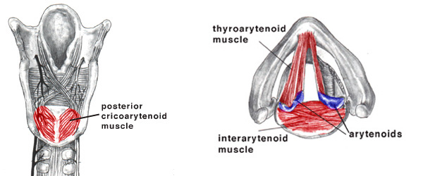 Grayscale sketch intrinsic muscles of the larynx