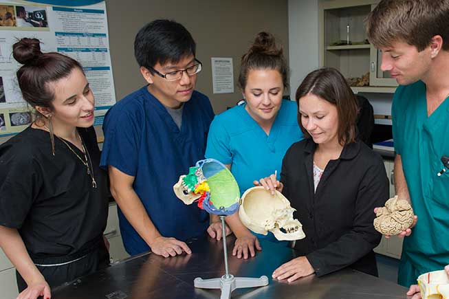 Students gathered around a model of a skull