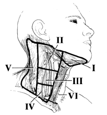 This image shows the various regions of the neck where the lymph nodes are located.