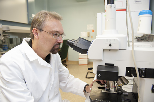 Dr. Larry Sanford studies a slide under a microscope.