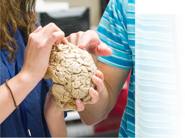 Close up of hands holding a brain