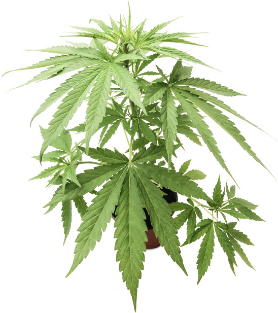 Marijuana plant